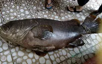 Bắt được cá mú 'khủng' nặng 55 kg ở Phú Quốc