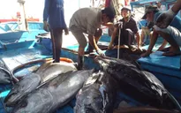 Bình Định: Ngư dân trúng mùa cá ngừ đại dương