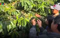 Lâm Đồng bùng phát dịch bọ xít muỗi gây hại cây cà phê
