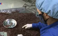 Ấn Độ gỡ bỏ lệnh cấm nhập khẩu một số nông sản Việt Nam