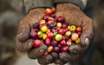 Colombia đặt mục tiêu tăng sản lượng cà phê