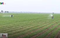 Hải Dương nâng cao chất lượng củ cà rốt, tìm hướng xuất khẩu sang Nhật, Mỹ