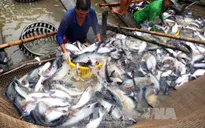 VASEP: Kiểm soát chặt chất lượng cá tra xuất khẩu sang Trung Quốc