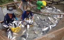 Giá cá tra cao, người nuôi cần thận trọng