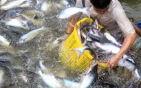 Xuất khẩu cá tra vào ASEAN khả quan