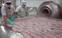 Trung Quốc dẫn đầu thị trường nhập khẩu cá tra Việt Nam