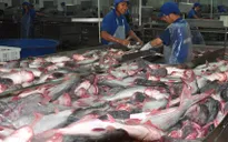 Thêm nguy cơ khiến cá tra Việt Nam “mắc cạn” ở thị trường Hoa Kỳ