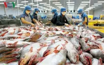Sắp tổ chức hội chợ cá tra toàn quốc tại Hà Nội