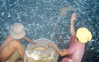 Đề án ba cấp về liên kết nâng cao chất lượng giống cá tra ở ĐBSCL