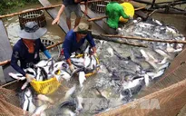 Sớm xây dựng hình ảnh và thương hiệu cá tra Việt Nam