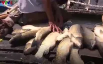 Cá lồng chết hàng loạt trên sông Bồ, Thừa Thiên - Huế
