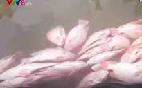 Cá nuôi lồng chết hàng loạt tại Khuê Mỹ, Đà Nẵng