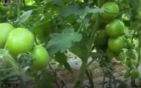 Đẩy mạnh kết nối chuỗi nông sản an toàn