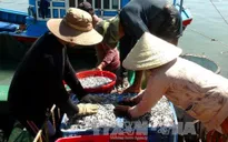 Ngư dân Khánh Hòa trúng đậm mùa cá cơm