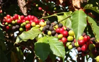 Lần đầu tiên trong lịch sử, Brazil nhập cà phê vối của Việt Nam