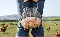 Nông dân Hà Lan điêu đứng vì trứng "bẩn"