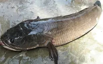 Bắt được cá lóc nặng gần 7 kg