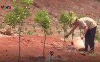 Nông dân thu nhập hàng tỷ đồng từ cây cam sành
