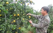 Cam Cao Phong đã kết thúc niên vụ