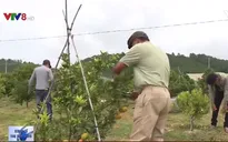 Cam canh tiền tỷ giữa đất trồng rau