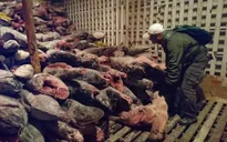 Ecuador bắt giữ tàu cá chở 300 tấn cá mập