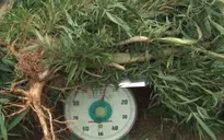 Phát hiện 25kg cần sa trồng trong nhà kính tại Đà Lạt