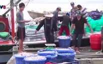 Ngư dân Quảng Trị phấn khởi được mùa cá