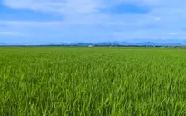 Thừa Thiên - Huế phấn đấu xây dựng 5.500 ha cánh đồng mẫu lớn