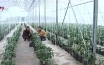 Nông nghiệp công nghệ cao mang lại tiềm năng phát triển du lịch
