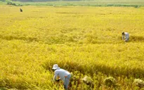Hiệu quả từ công tác dồn điền đổi thửa tại Quảng Nam
