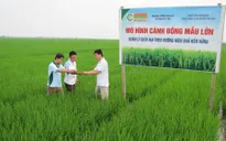Nguyên nhân khiến cánh đồng mẫu lớn giảm diện tích
