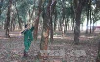 Giá cây giống cao su tăng mạnh