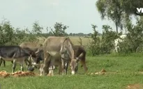 Nam Phi ngăn chặn nạn buôn bán lừa để lấy da và cao