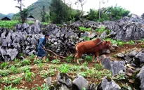 Cày trên hốc đá - Khát vọng chinh phục thiên nhiên của đồng bào vùng cao
