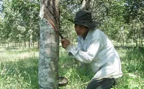 Phú Yên: Hàng trăm cây cao su gần thu hoạch bị chặt phá