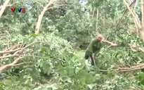 16 nghìn ha cao su bị gãy đổ ở Quảng Bình