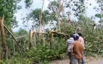 Những khoản nợ sau bão số 12 ở vùng cao su tiểu điền Phú Yên