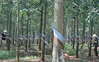 Cổ phần hóa Công ty mẹ - Tập đoàn Công nghiệp cao su Việt Nam
