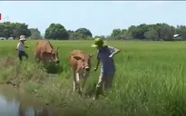 Cặp lá yêu thương: Hai đứa trẻ và khát khao đi học