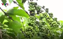Tháo gỡ nút thắt trong chương trình tái canh cà phê