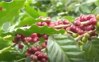 Quảng Trị: Cà phê chè Khe Sanh được bảo hộ nhãn hiệu