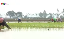 Lấy nước đợt 3 cho vụ Đông Xuân