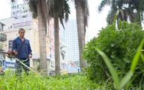 Hà Nội quy định cắt cỏ vườn hoa, công viên 18 lần/năm
