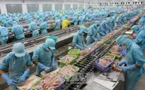 Kiểm soát chặt cá tra xuất khẩu sang Hoa Kỳ kể từ ngày 1/9