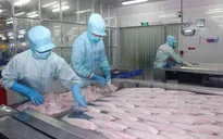Mỹ áp thuế chống phá giá cá tra Việt Nam: Hoạt động xuất khẩu vẫn bình thường