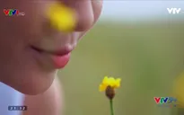 VTVTrip: Đến Đồng Tháp để chìm trong thảm hoa Hoàng đầu ấn rực rỡ