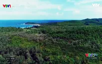 VTVTrip: Băng qua khu rừng trâm linh thiêng ở đảo Quan Lạn