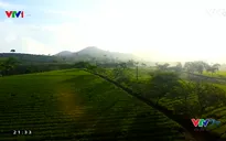VTVTrip: Thưởng trà Shan Tuyết ở vùng núi Yên Bái