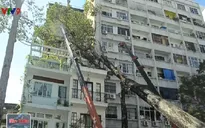 TP.HCM: Mưa lớn, cây cổ thụ bật gốc đè lên nhà 3 tầng