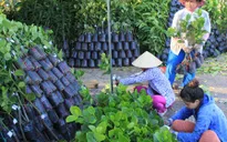 Cây giống ở Vĩnh Long đắt khách